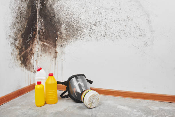 Best Emergency Mold Remediation in Richwood, WV