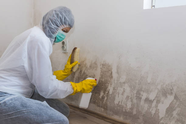 Best Mold Testing and Inspection Services in Richwood, WV