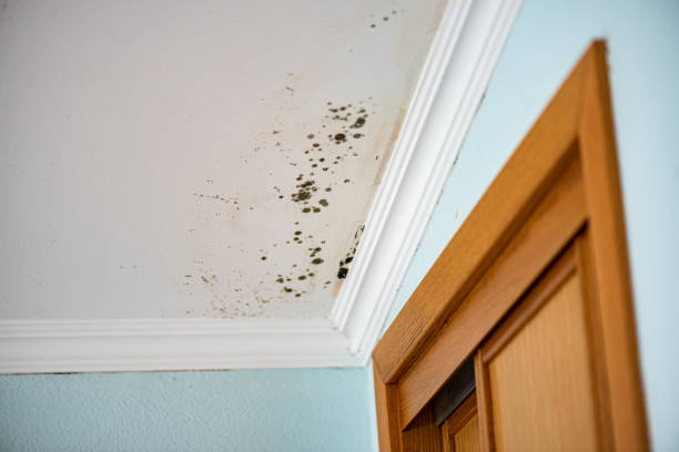 Best Mold Remediation for Specific Building Types in Richwood, WV