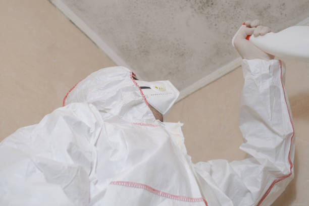 Best Post-Flood Mold Remediation in Richwood, WV