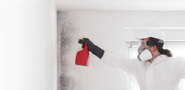 Best Basement Mold Remediation in Richwood, WV