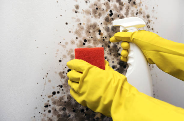 Richwood, WV Mold Remediation Company