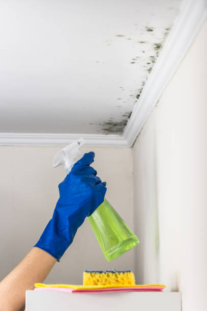 Best Industrial Mold Remediation in Richwood, WV